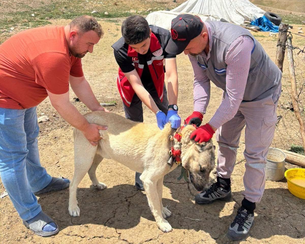 Valilik köpek sahiplerini uyardı: Kayıt yaptırmayana 10 bin, ter edene 108 bin TL ceza