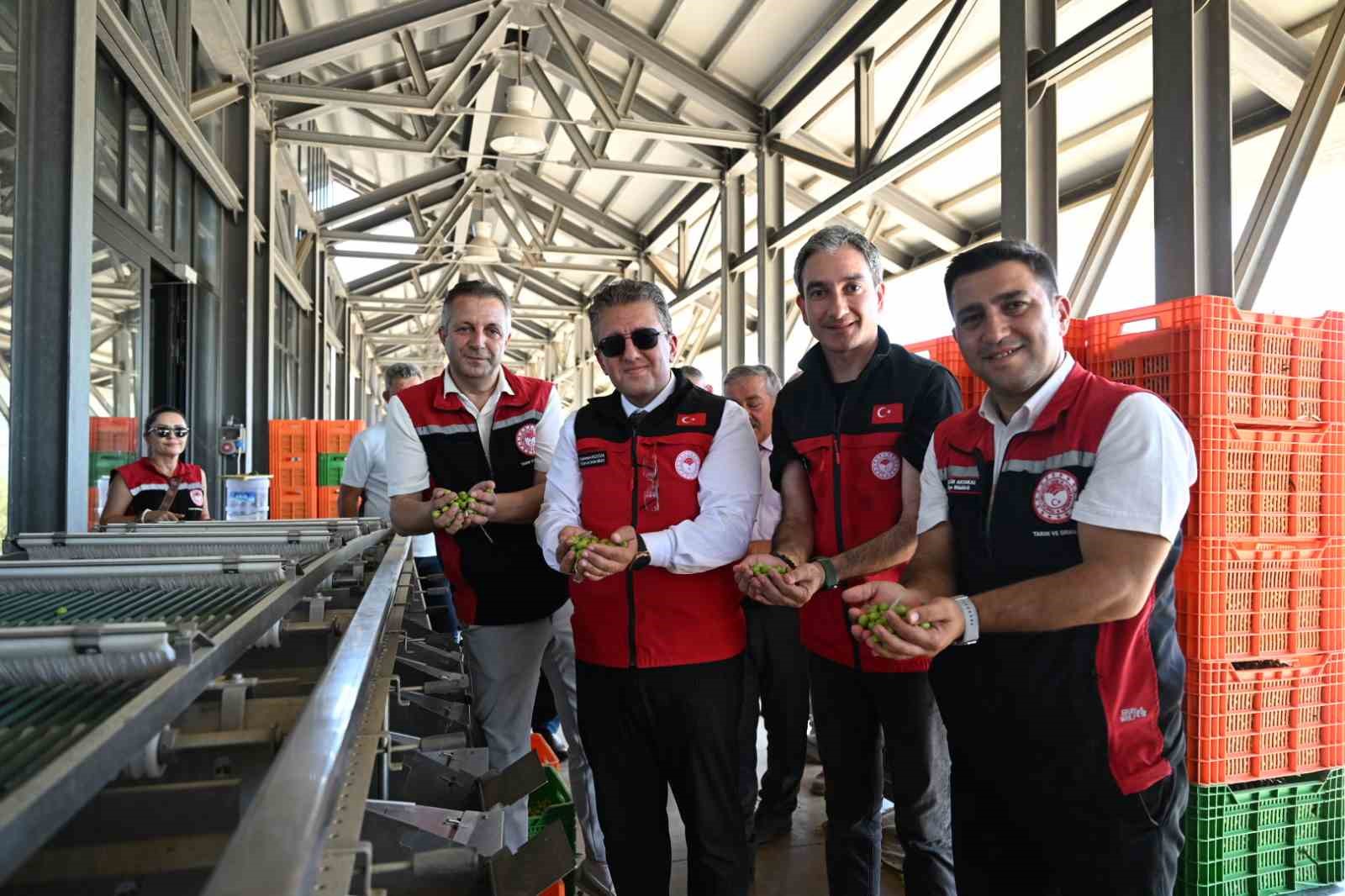 Dikili&rsquo;de sezonun ilk zeytin hasadı başladı