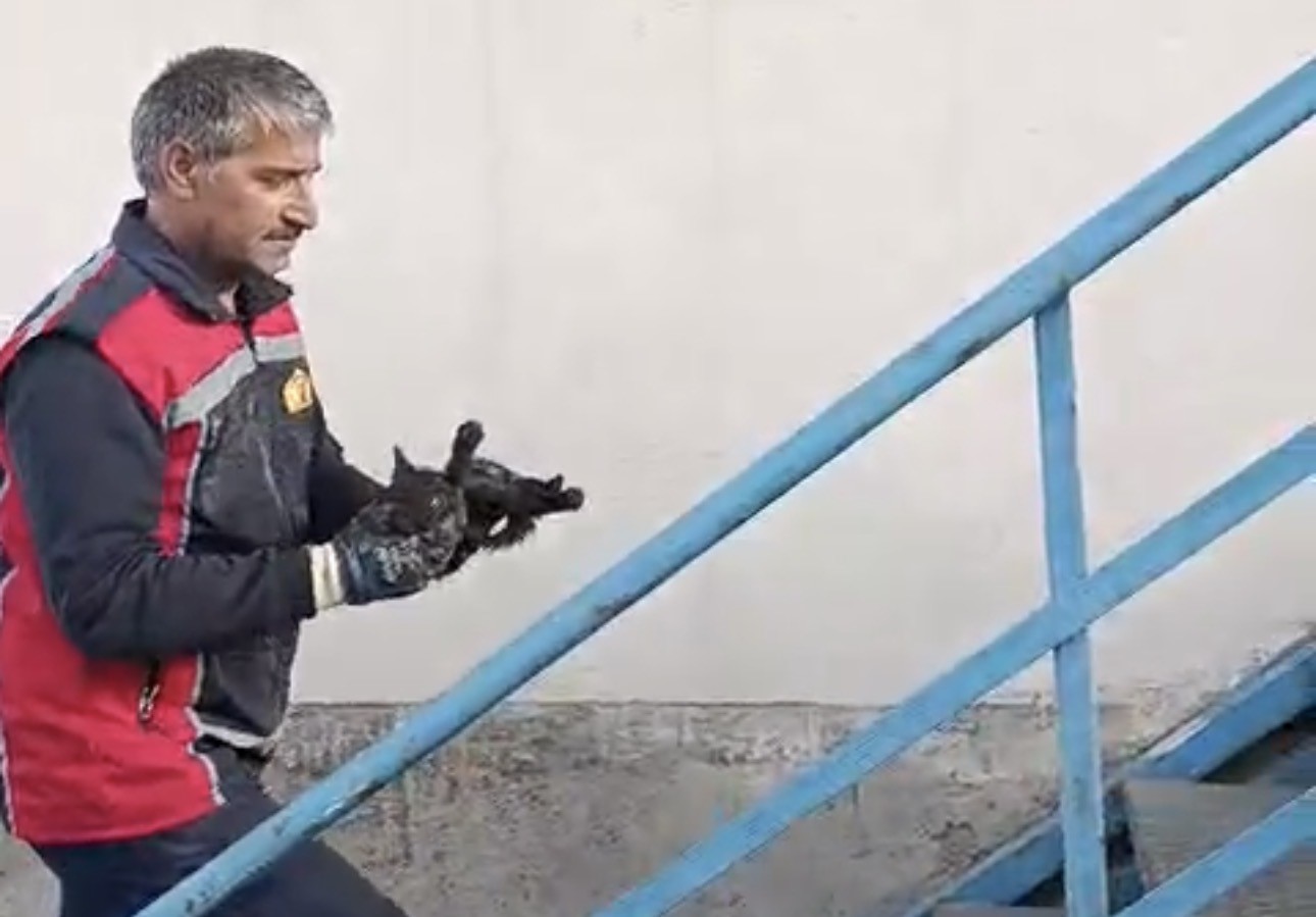 Yüksekova’da araçta mahsur kalan kedi kurtarıldı