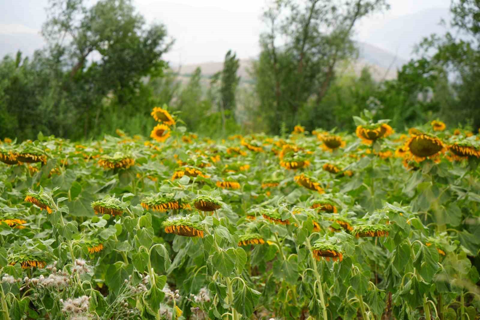 Erzincan’da ayçiçeği tarlaları sarının tonlarıyla göz kamaştırıyor