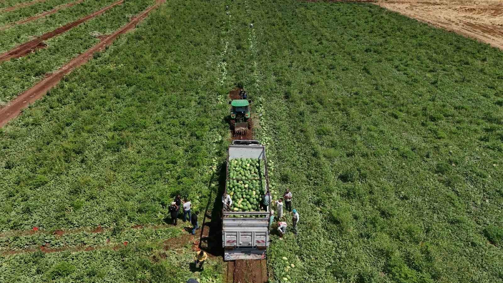 Aromasını Karacadağ’ın verimli topraklarından alan Diyarbakır karpuzunda hasat