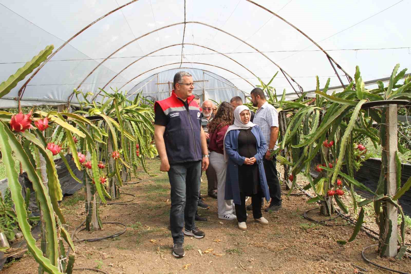 Samsun&rsquo;da fındığa alternatif &uuml;r&uuml;n: Ejder meyvesi