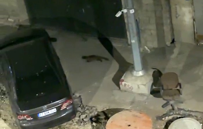 Yüksekova’da gece yarısı kameralara yakalandı: Görenler gözlerine inanamadı