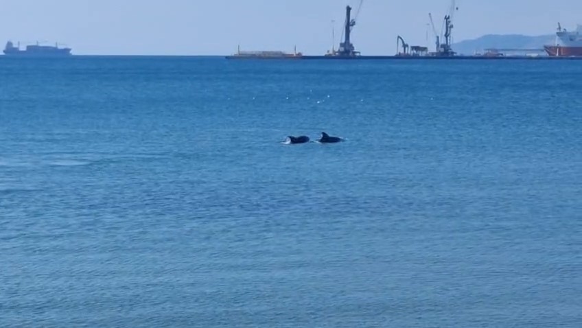 Tekirdağ açıklarında 2 yunus kameraya yansıdı