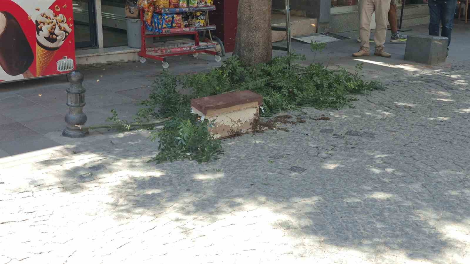 Eskişehir’de arı paniği