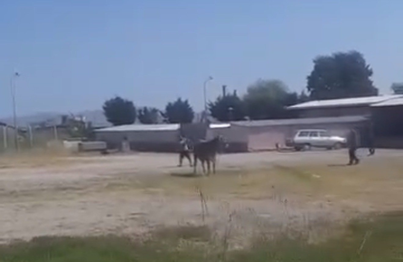 Hayvan pazarından ka&ccedil;an inek ortalığı karıştırdı