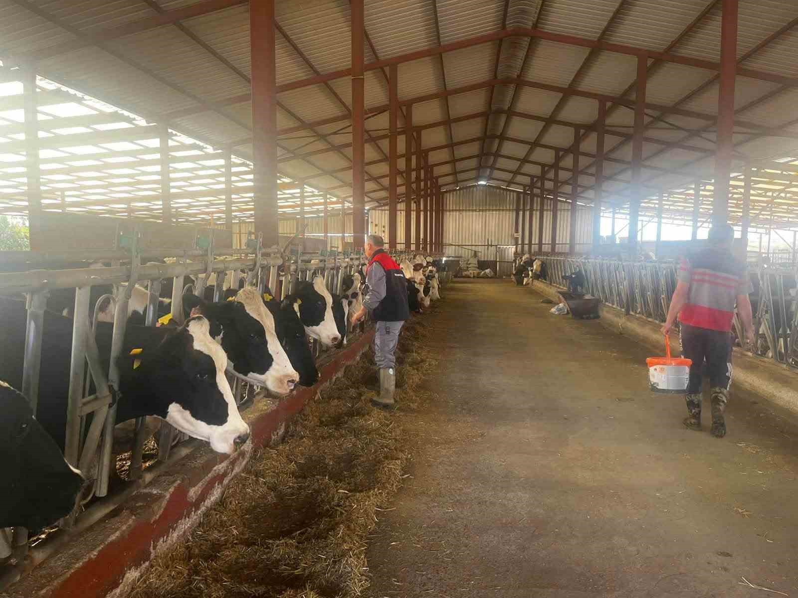 Baklan&rsquo;da sonbahar d&ouml;nemi şap aşılamaları başladı