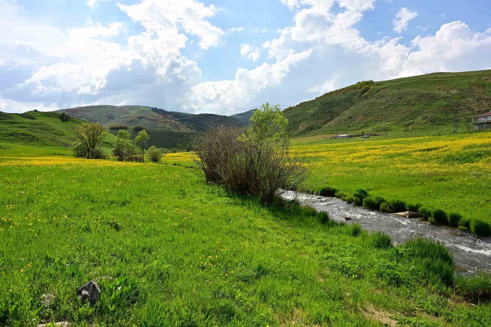 Sadece 20 g&uuml;n s&uuml;r&uuml;yor; G&uuml;m&uuml;şhane&rsquo;deki o vadi sarıya boyandı