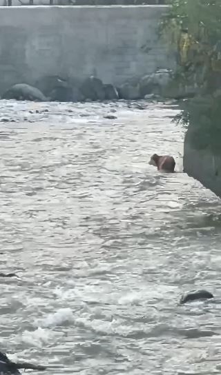 Derede akıntıya kapılan buzağıyı vatandaşlar kurtardı