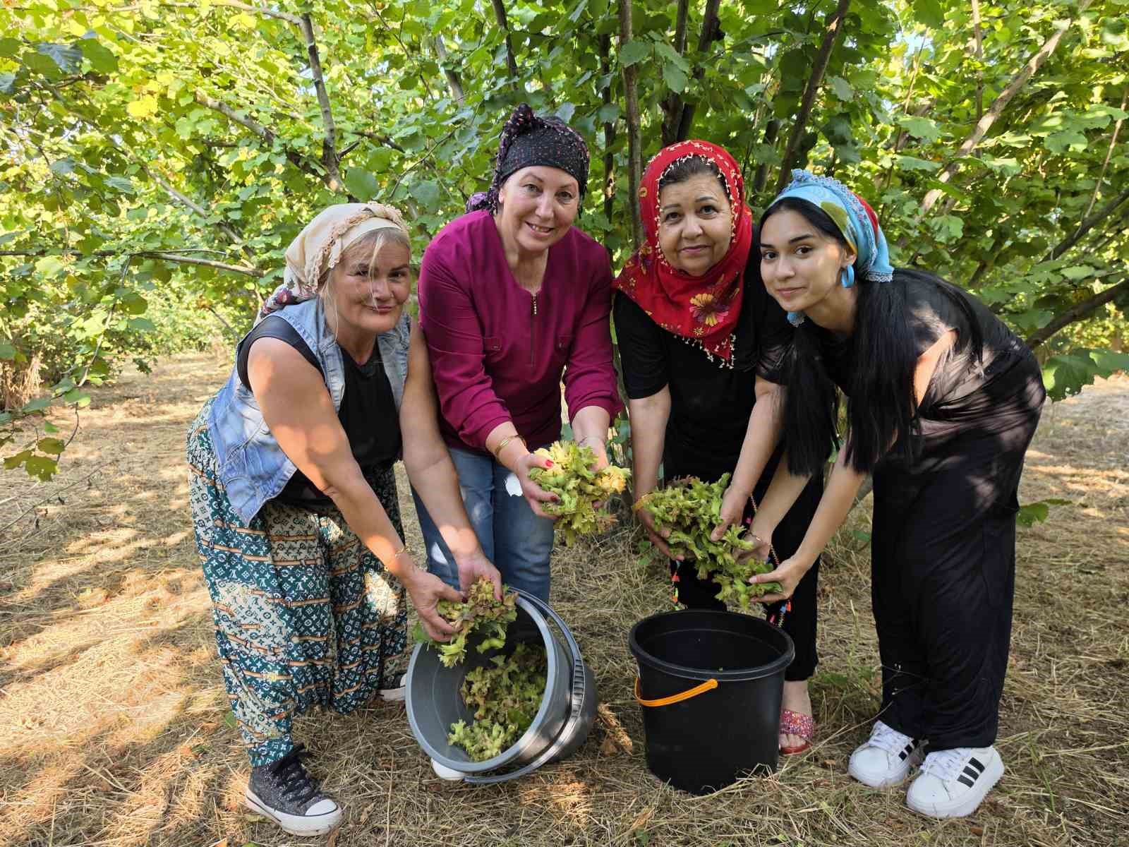 Düzce’nin ovalarında kadınların imece usulü fındık mesaisi başladı