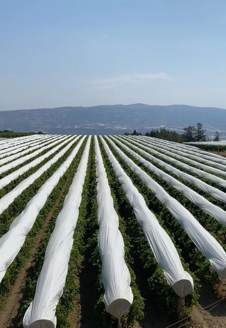 Sarıgöl Ovası beyaza bürünmeye hazırlanıyor
