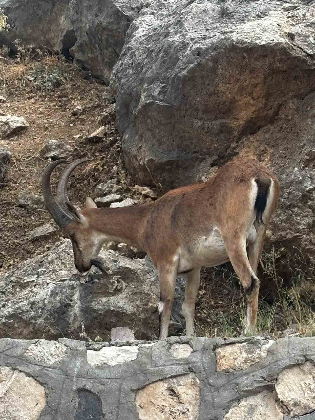 Keban’da dağ keçileri görüntülendi