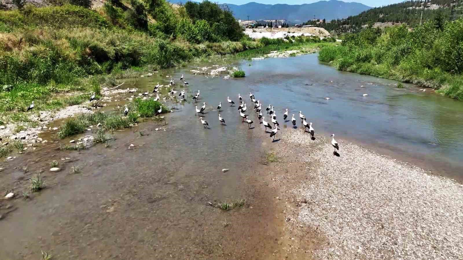 Soğanlı Çayı’nı mesken tutan leylekler dronla görüntülendi