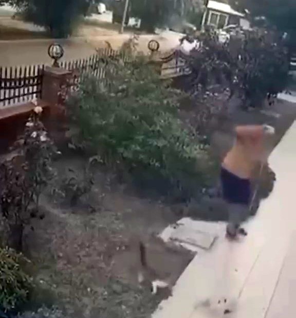 İzmir’de köpeğini gezdiren şahsın yavrulu kediye tekmeli saldırısı kamerada