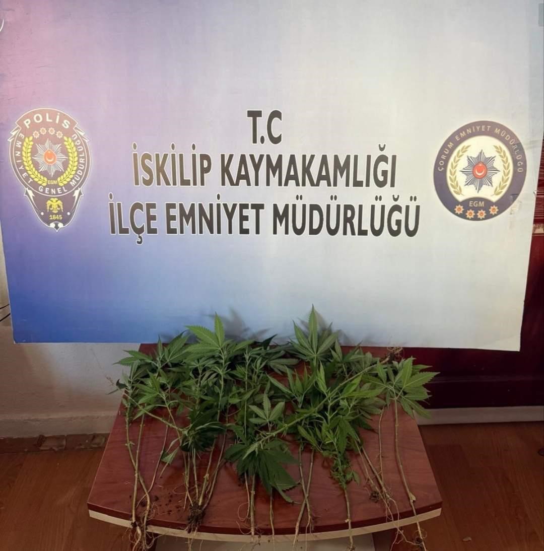 Çorum’da operasyon düzenlenen evden 21 kök kenevir çıktı: 1 gözaltı