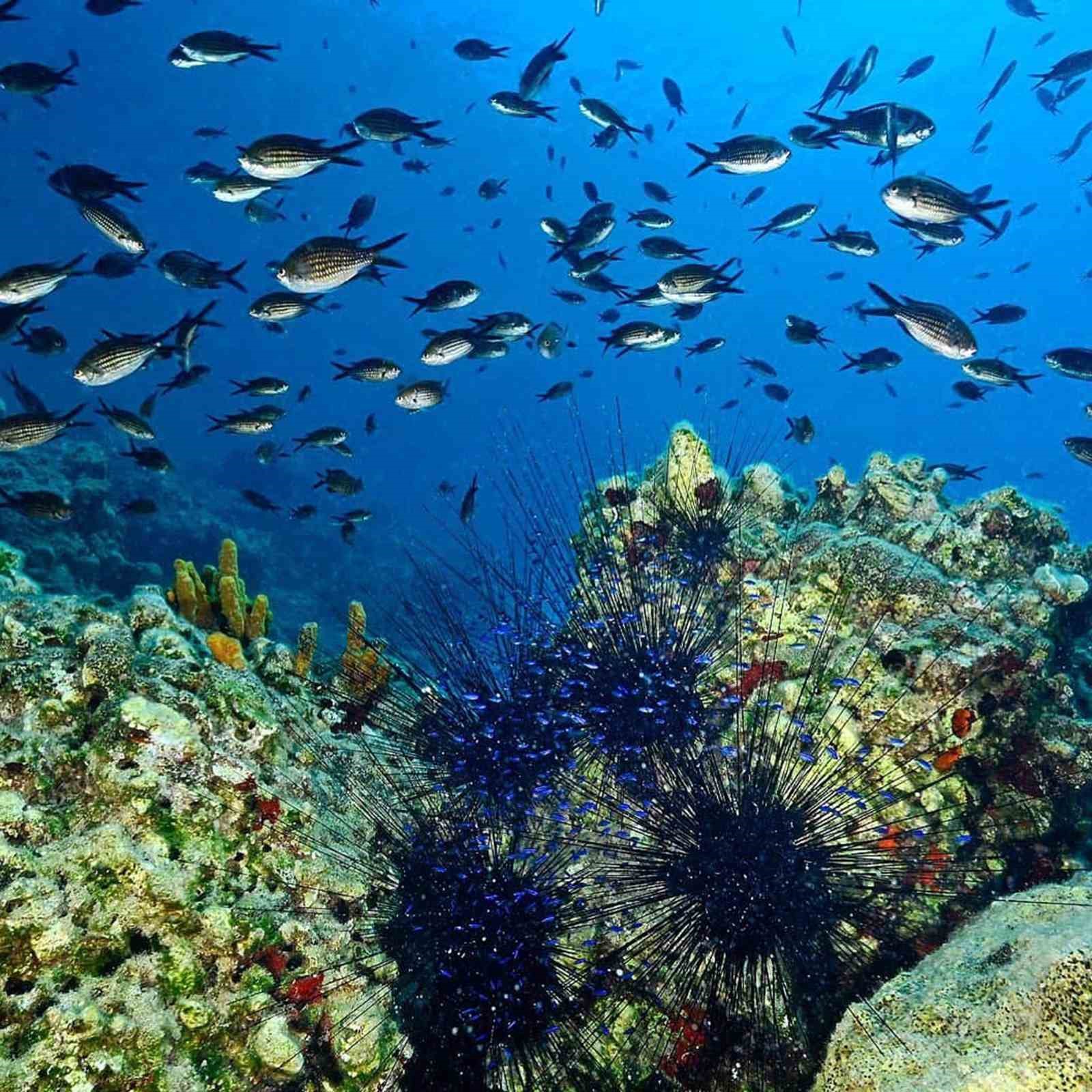 Türkiye’nin ilk Deniz Milli Parkı Fethiye-Kaş ve Kuzey Ege sınırlarında