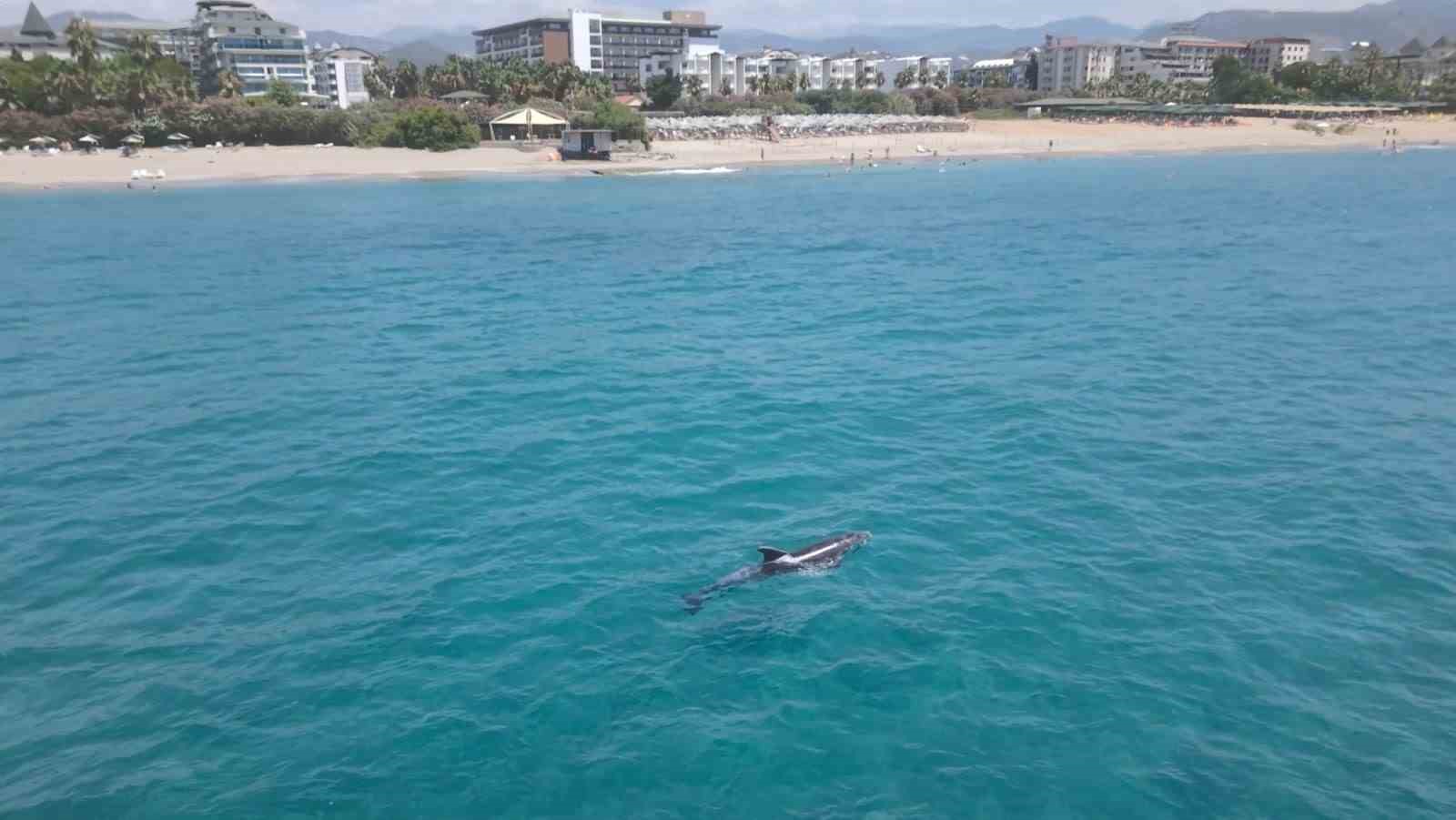Alanya’da kıyıya yaklaşan yunus turistlerle yüzdü