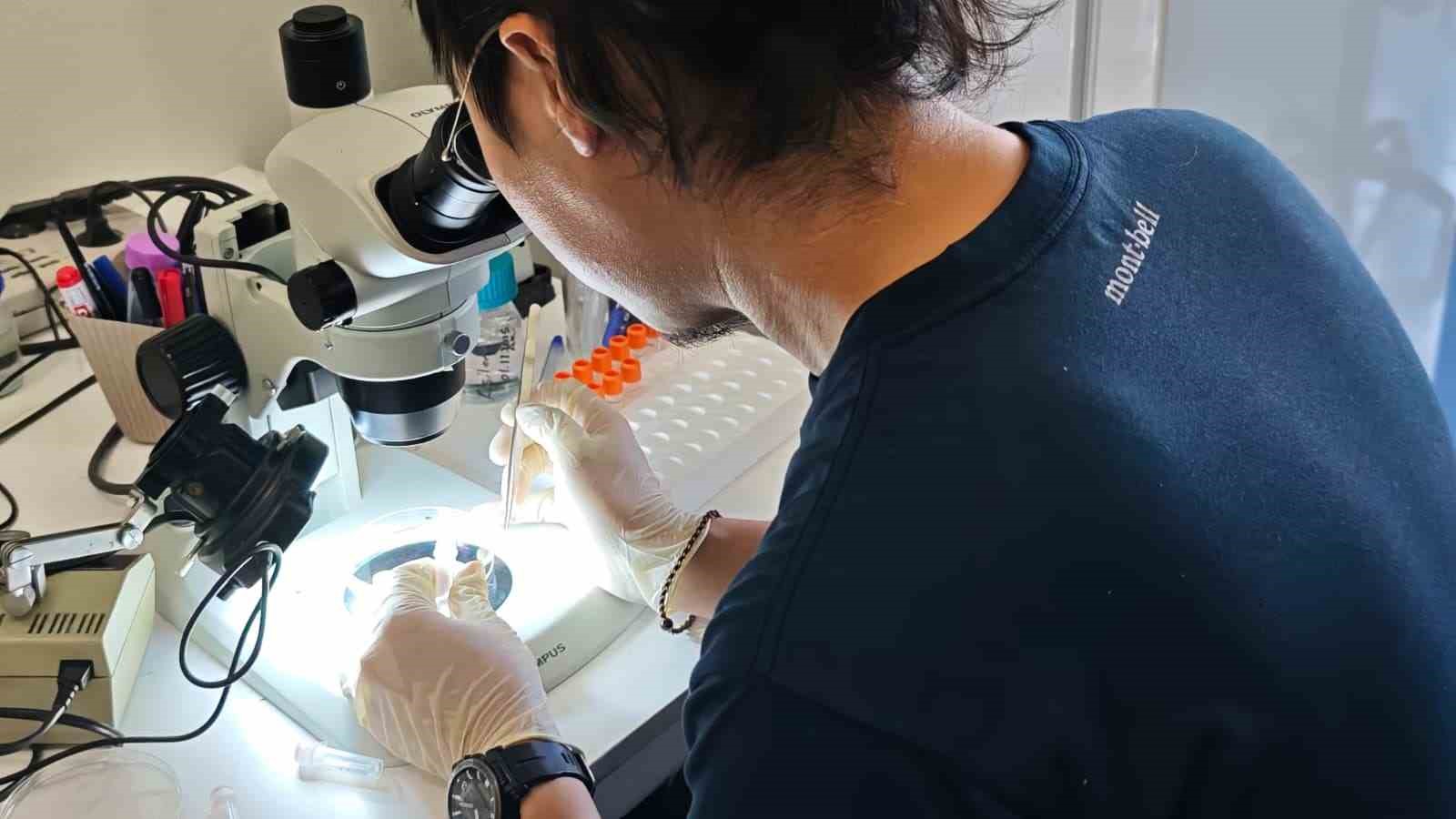Türkiye ve Japonya’dan kene tehdidine karşı ortak mücadele
