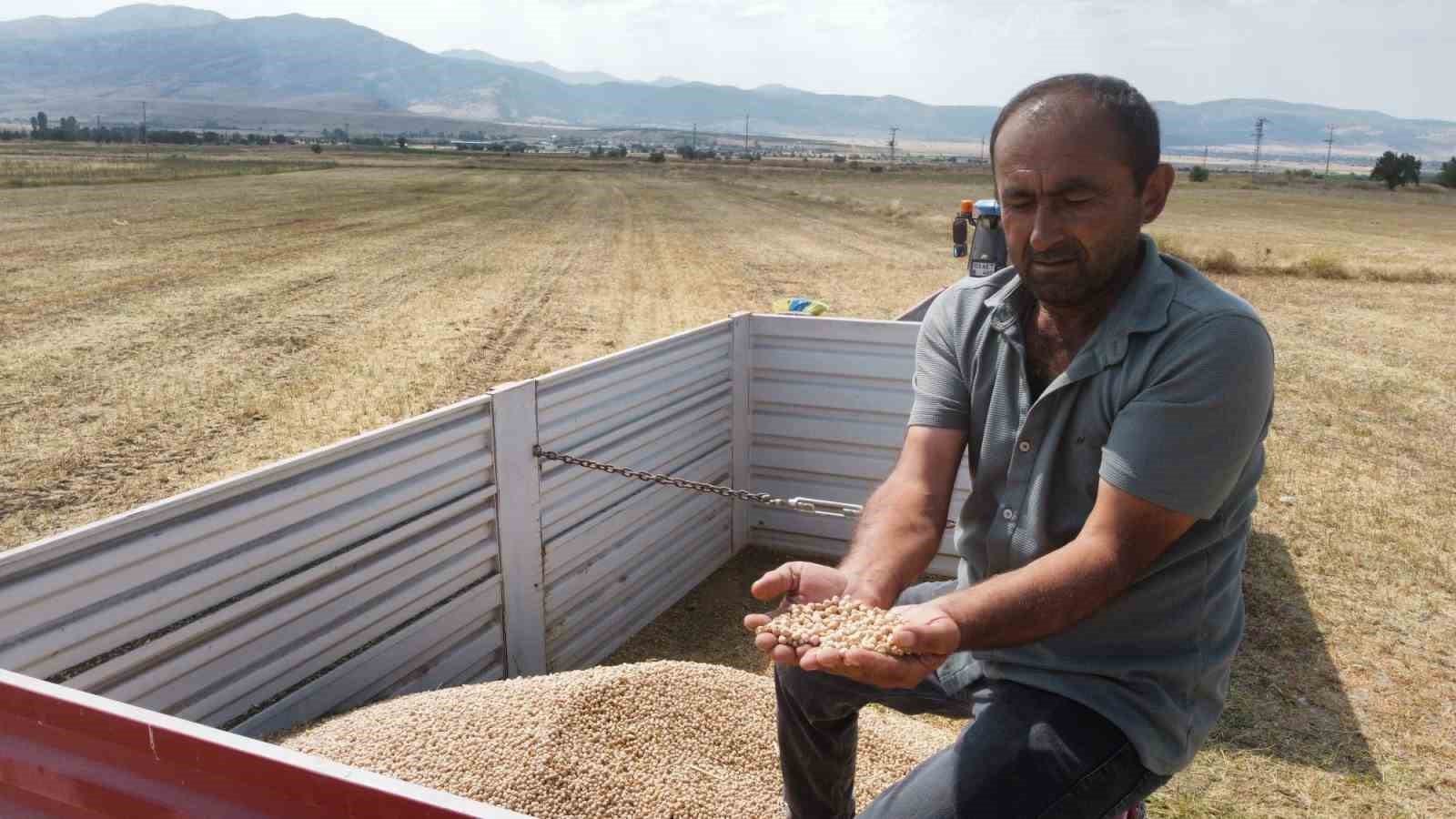 Borsa-20 nohut &ccedil;eşidinde ilk hasat heyecanı yaşandı