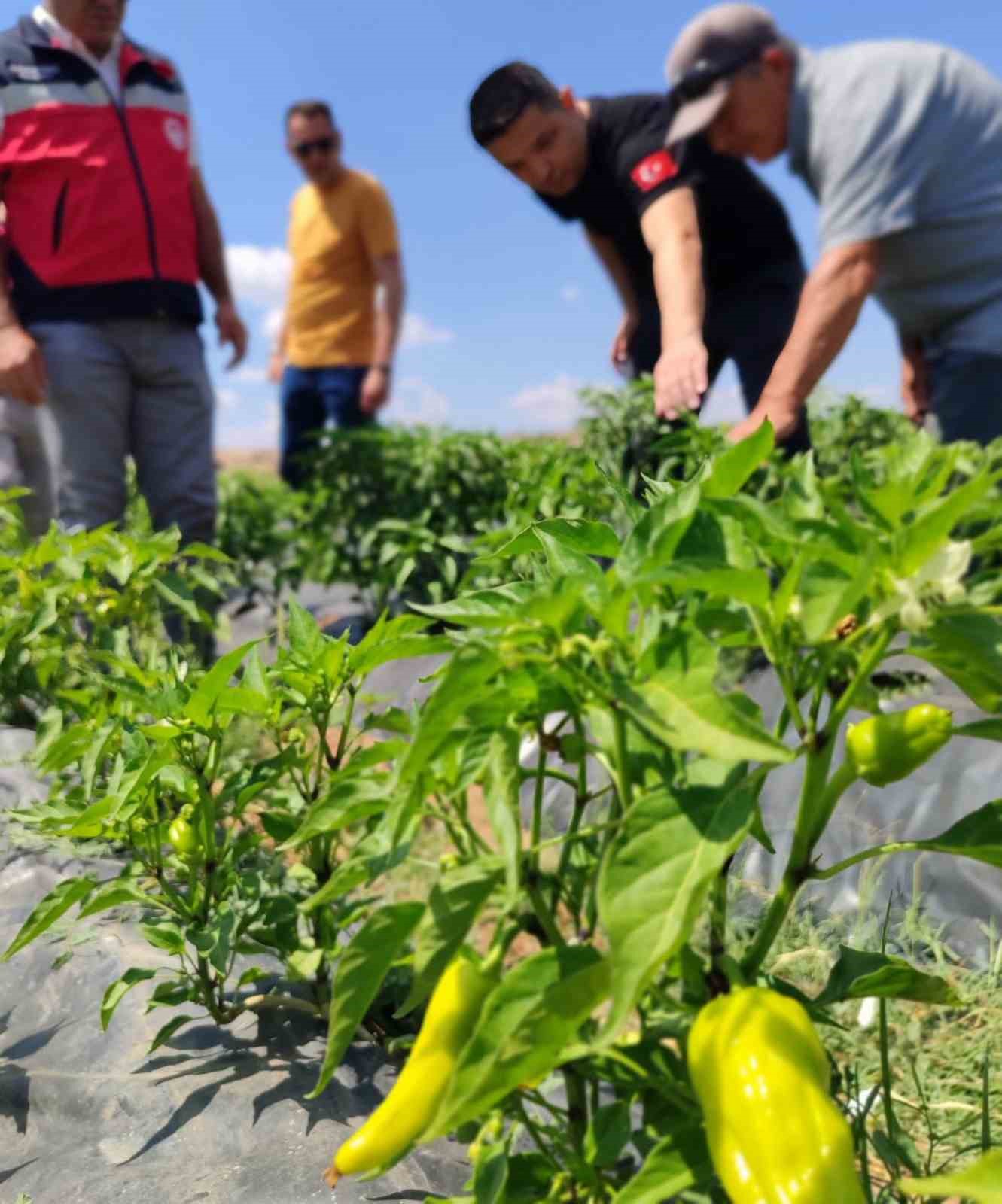 Aslanapa’da çilek ve biber üreticisine ziyaret