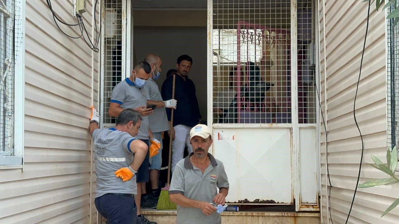 Marmaris’teki çöp evden bir kamyon çöp ve 30’a yakın kedi çıktı