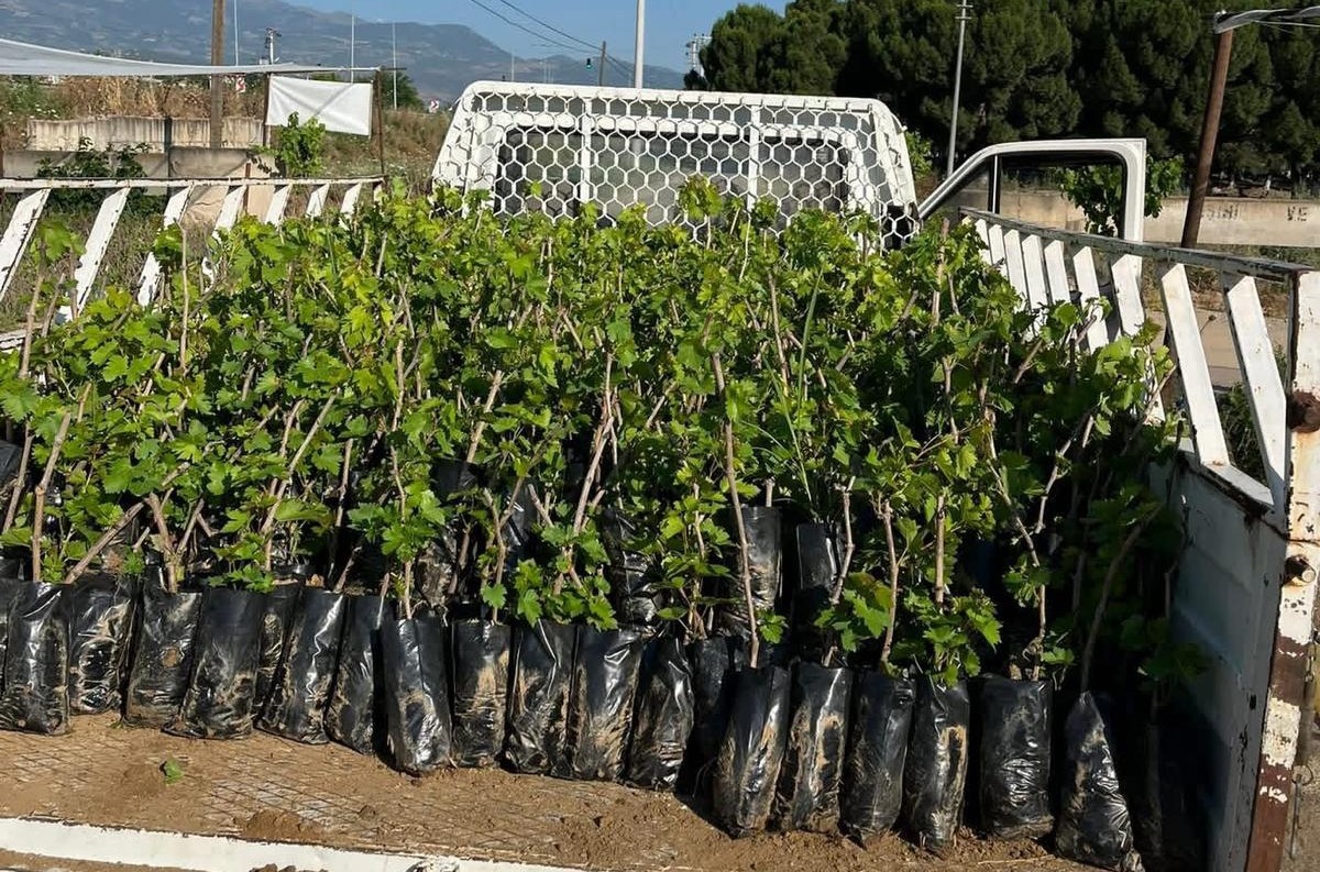 İki kardeşten üzüm üretimine milyonluk katkı