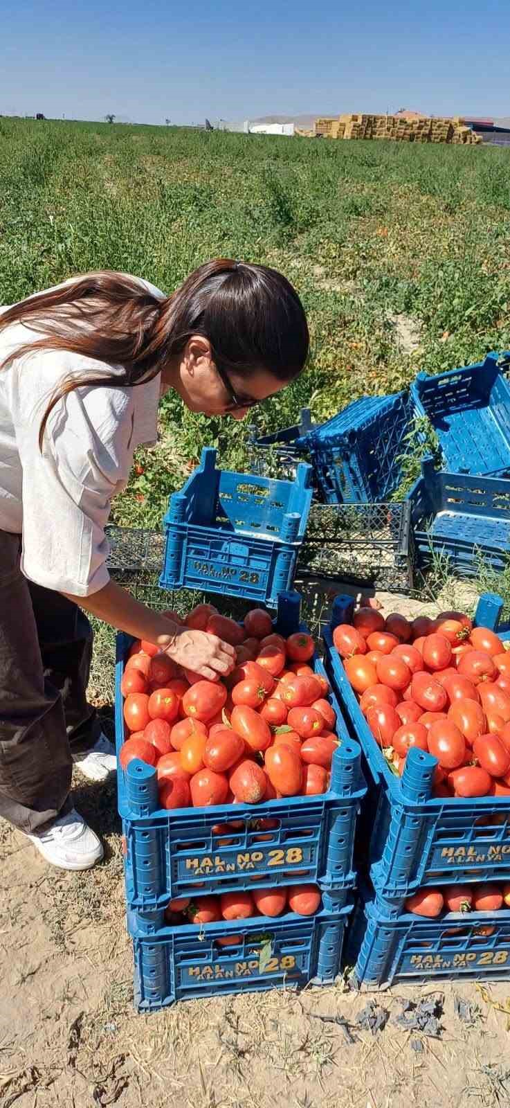 Karapınar’da domates tarlalarına inceleme