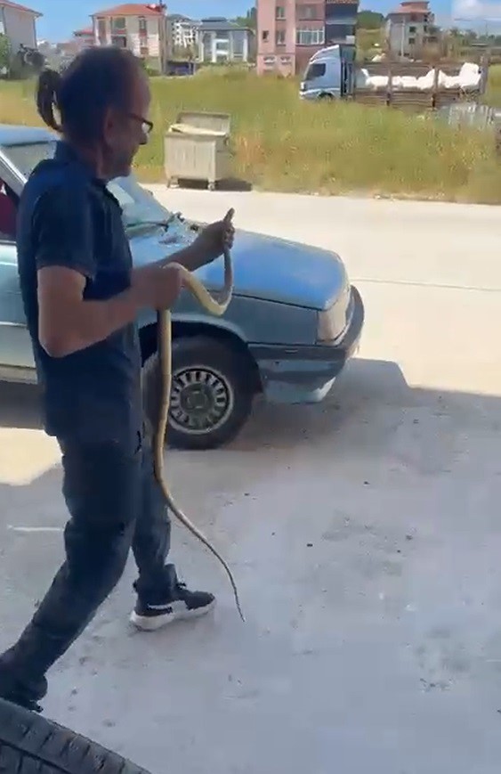 Yılanları çıplak elleriyle yakalayıp doğaya salıyor