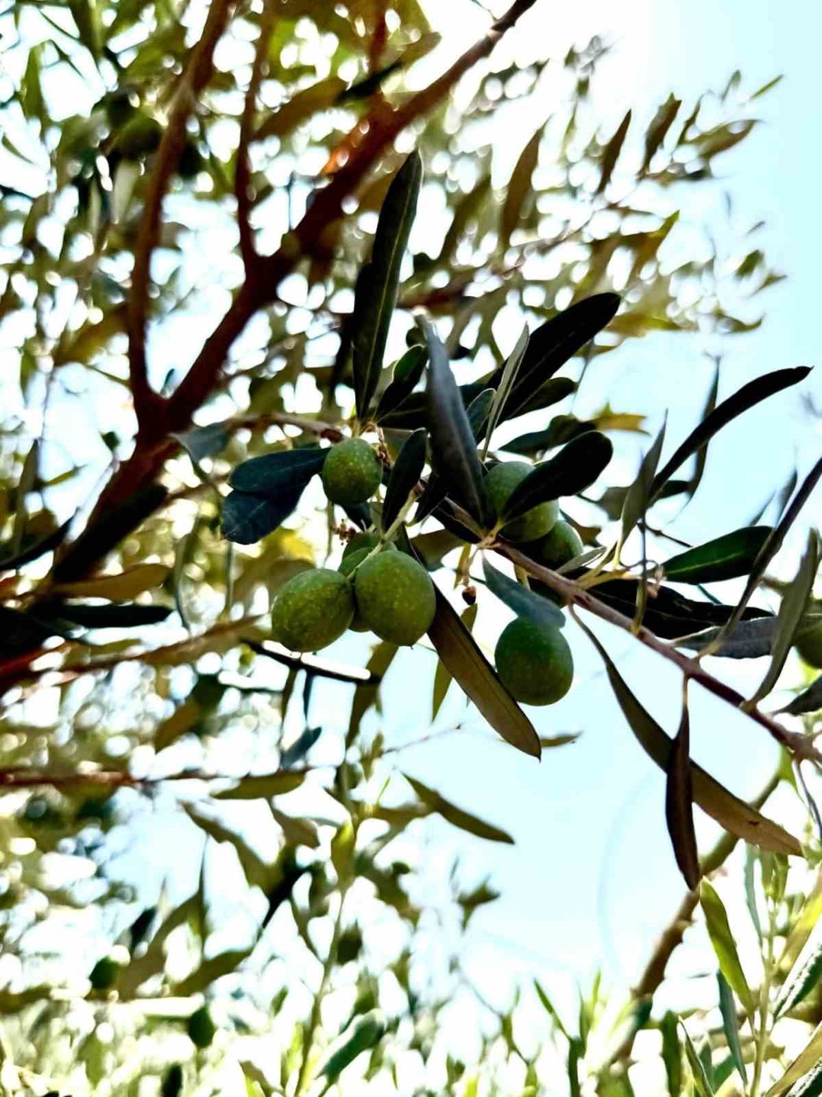 Şırnak’ta zeytin bahçelerinde hasar tespit çalışmaları başlatıldı