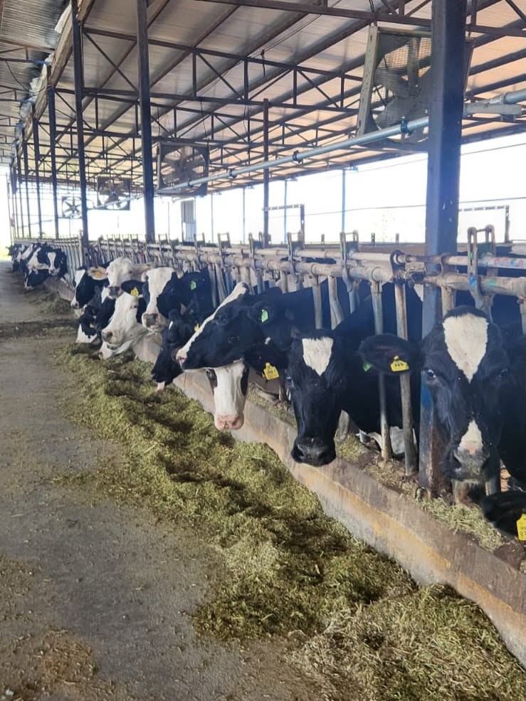 Söke’de hastalıktan ari işletmelerde rutin sağlık kontrolleri sürüyor