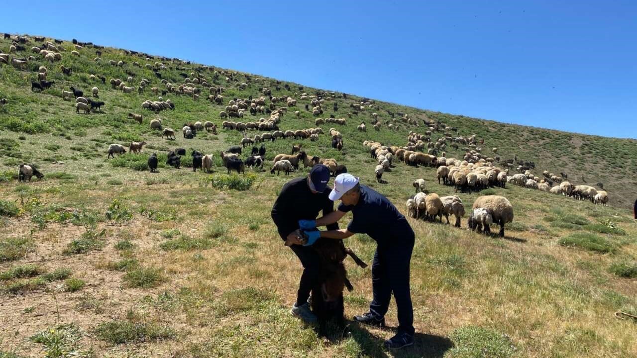 Şırnak’ta veteriner hekimlerden yaylalarda sağlık taraması ve eğitim seferberliği