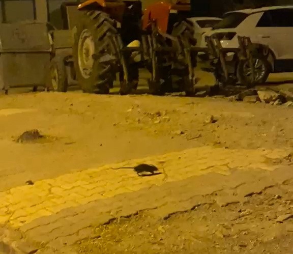 Lağım fareleri korkutuyor
