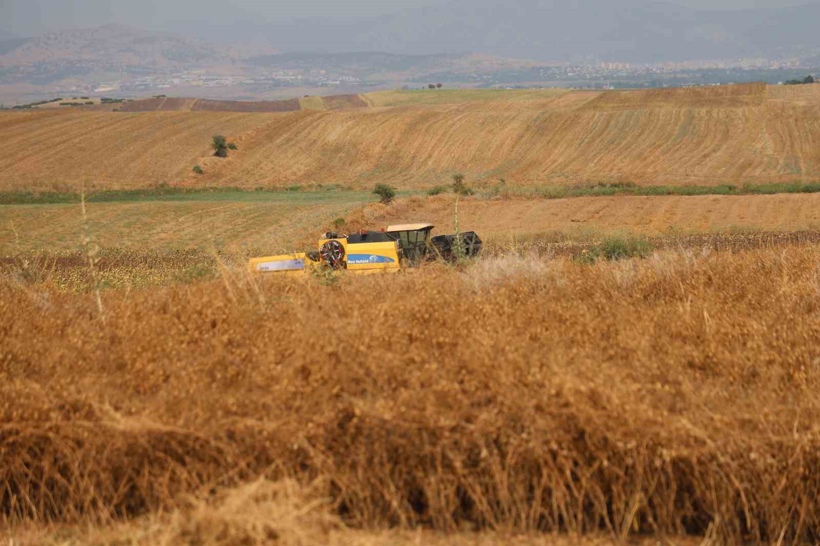Nohutta hasat başladı: Tarlada kilosu 30-35 lira