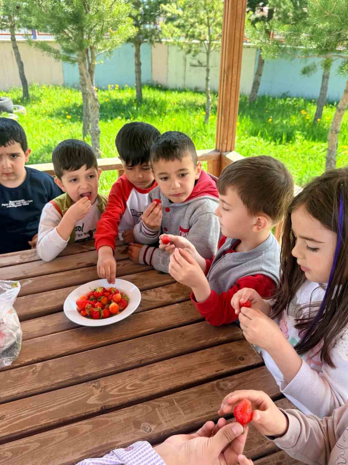 Çıldır Anaokulu öğrencileri çilek hasadında buluştu
