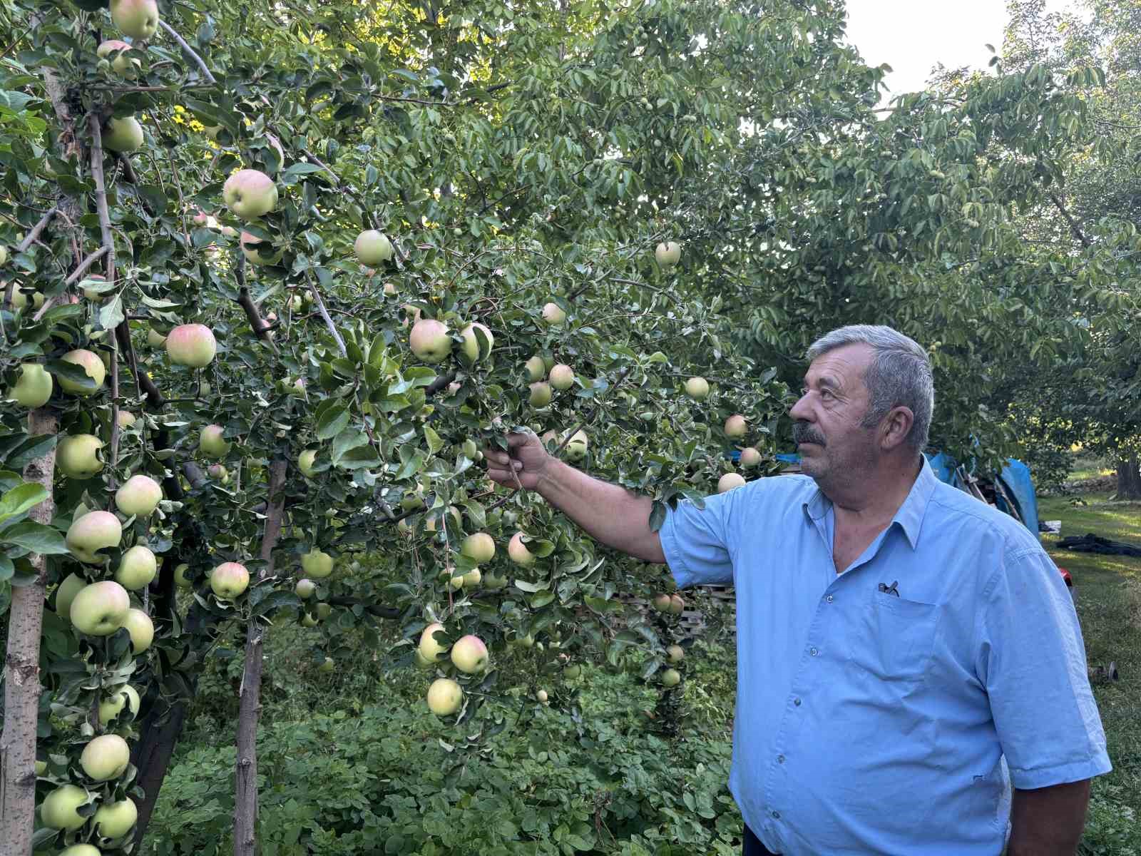 Bu elma dalından kopartıldıktan sonra 6 ay boyunca tüketilebiliyor