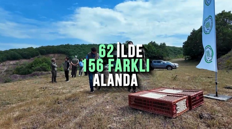 Kene ve kahverengi kokarcaya karşı doğal mücadele: 51 bin keklik ve sülün salınacak