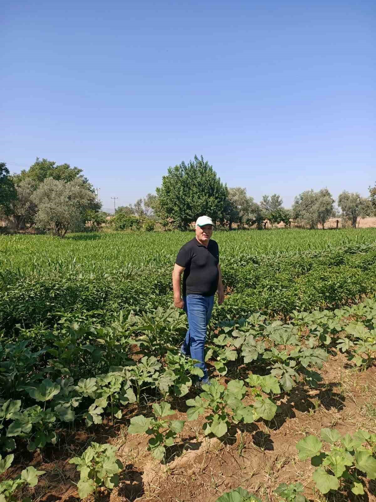 Aydın&rsquo;da sorgum otu ekili alanlar kontrol edildi