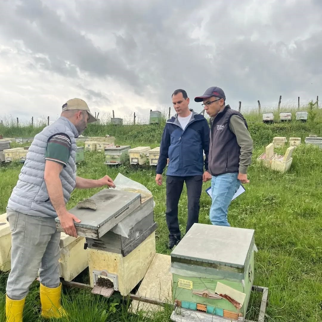 Düzce’de yıllık 502 ton üretiliyor