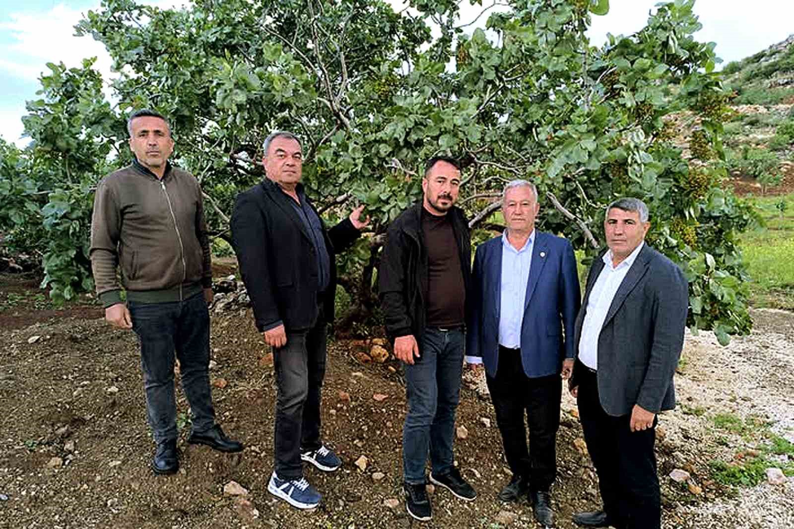 Altun, dolu yağışlarının ardından fıstık bah&ccedil;elerini gezdi