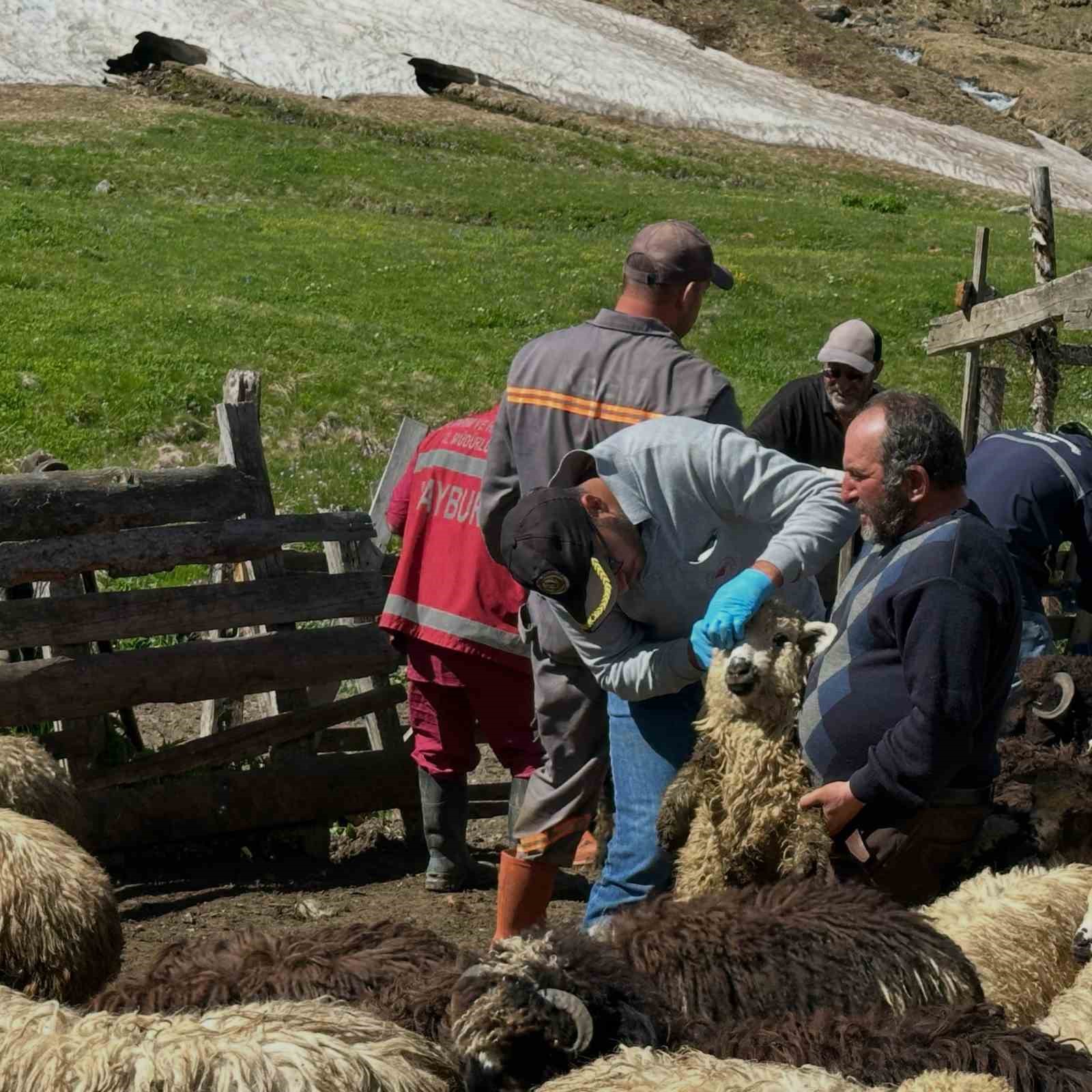 Aydıntepe’de küçükbaş hayvanlarda aşılama ve küpeleme çalışmaları sürüyor