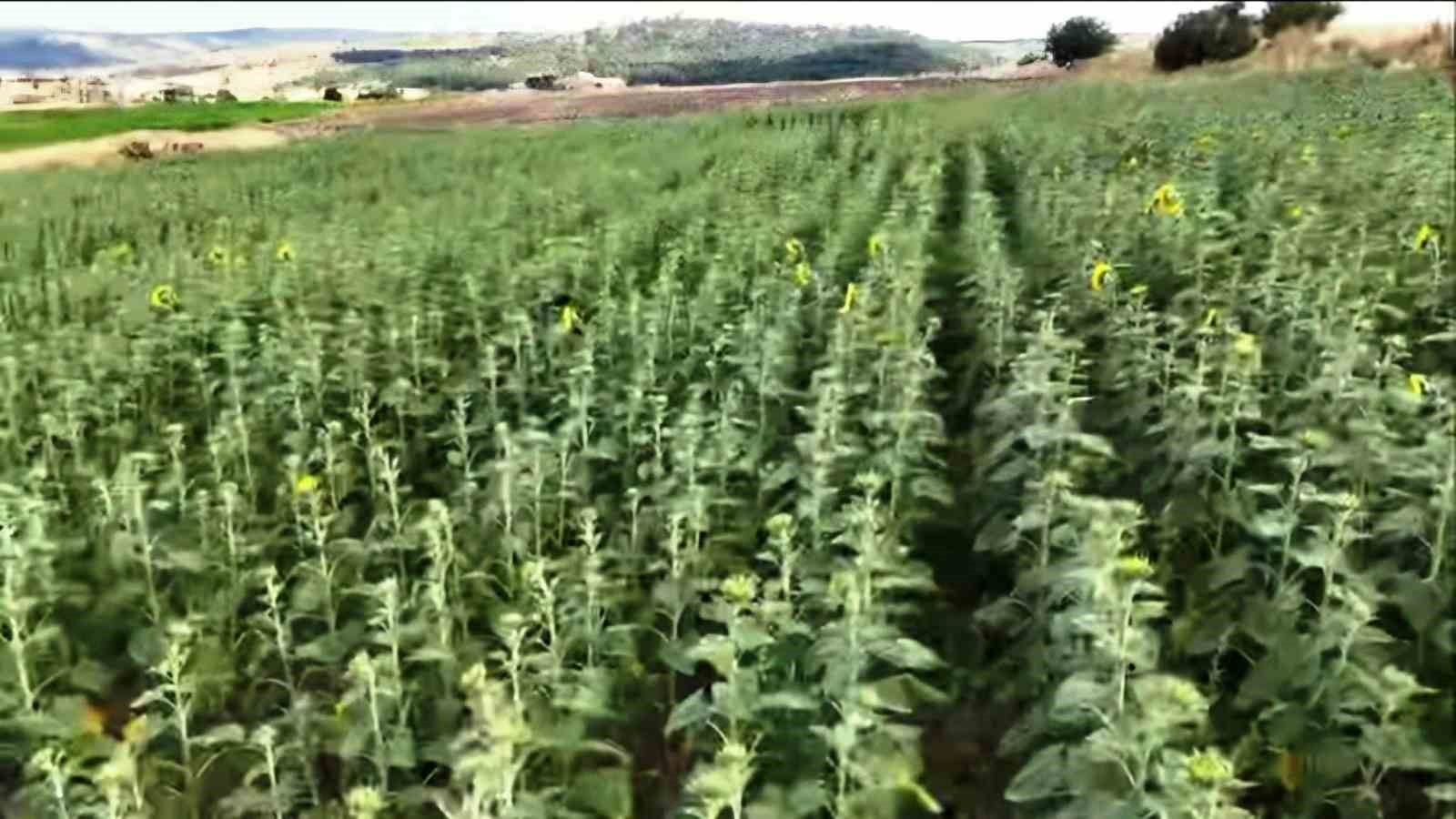 K&uuml;tahya&rsquo;da TAKE Programı kapsamında &uuml;reticilere tohum desteği s&uuml;r&uuml;yor