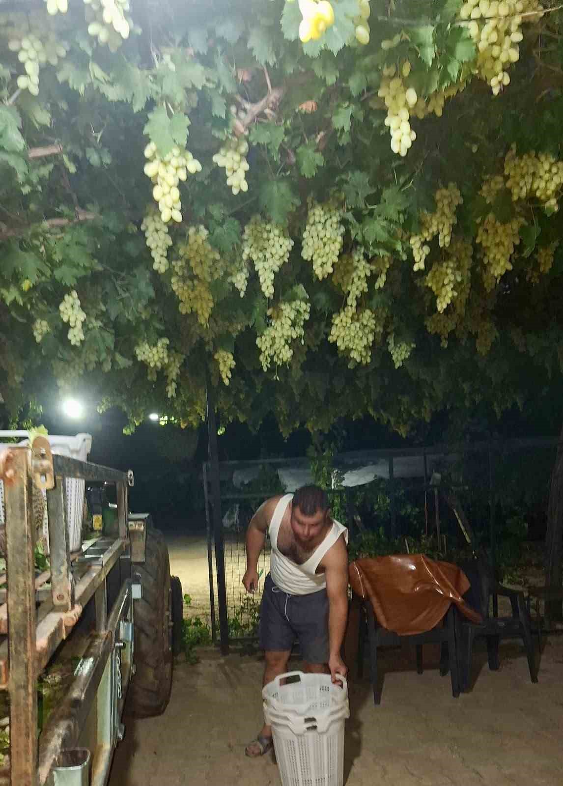 Sarıgöl’de üzüm için gece mesaisi