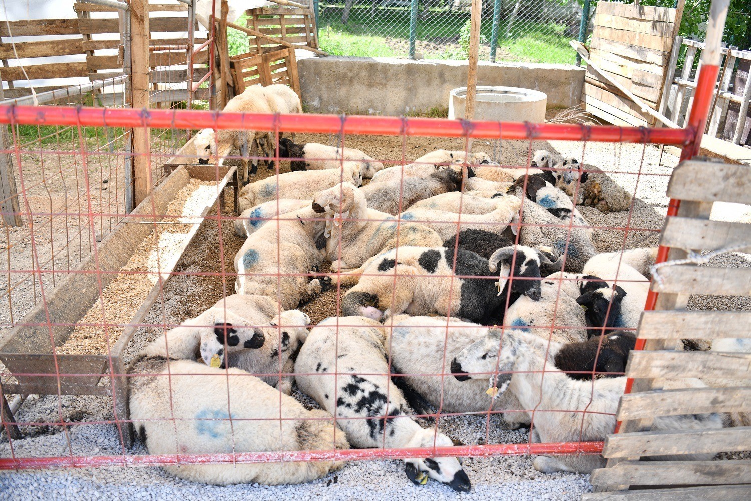 Yeşilyurt Belediyesi&rsquo;nden kurban satış ve kesim yerlerinde bayram mesaisi