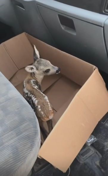 Çay bahçesinde bulunan yavru karaca doğaya bırakıldı
