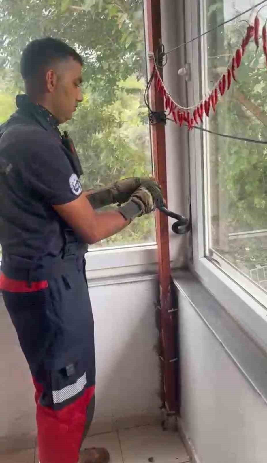 Eve giren yılan pencere arasına sıkıştı