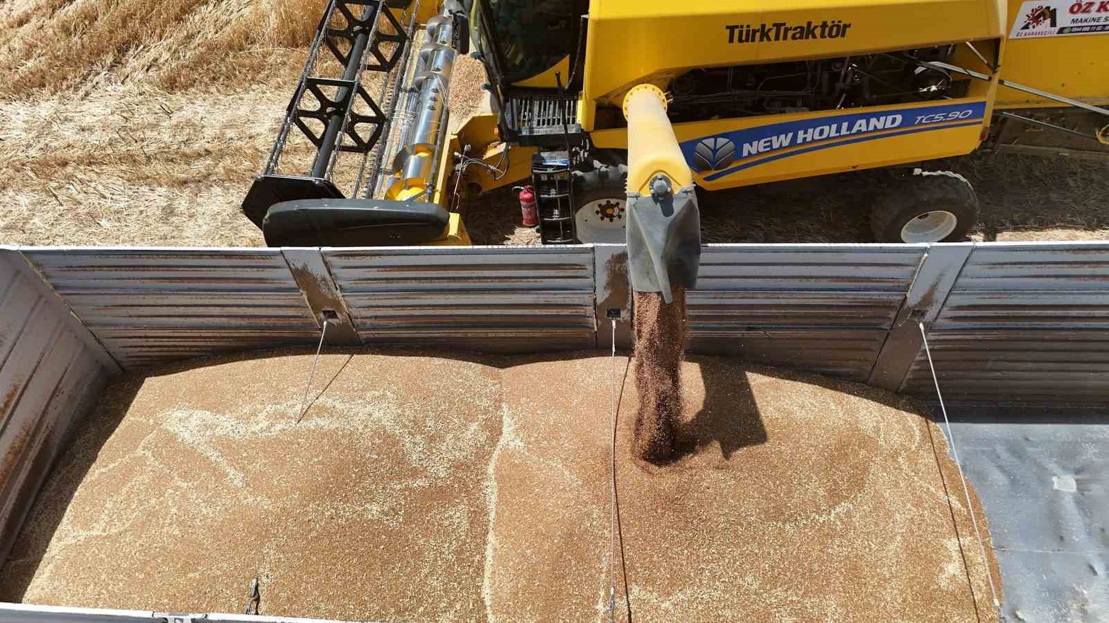Tercan’da hububat hasadı başladı, çiftçinin emeği biçerdöverlerle tarladan toplandı