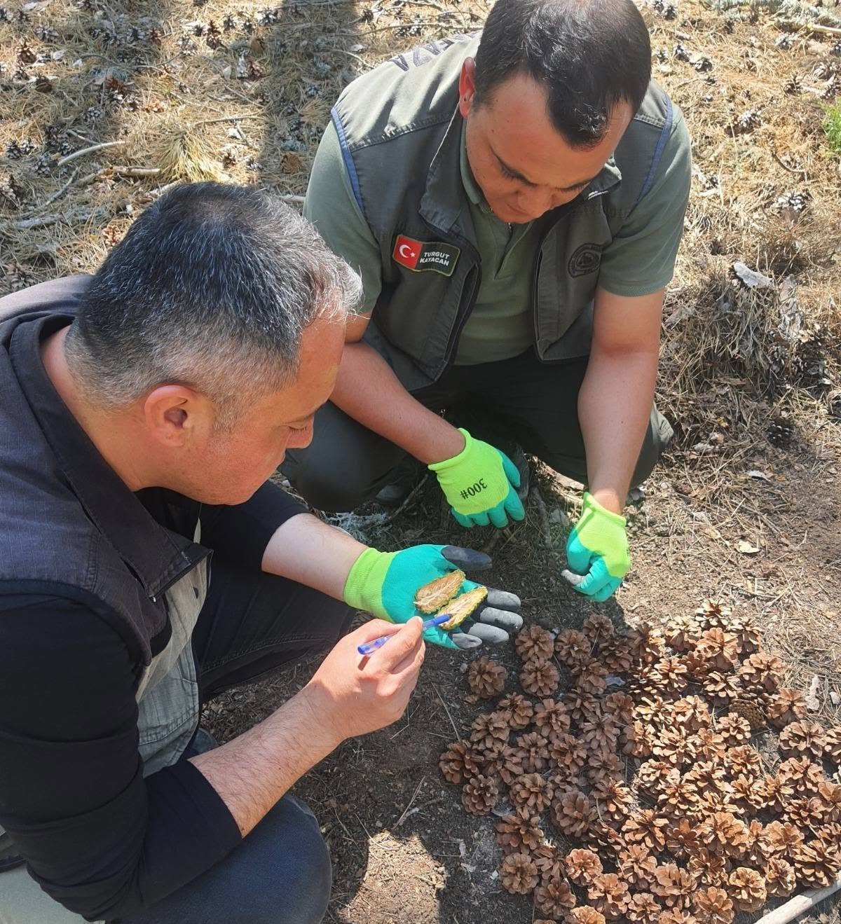 K&uuml;tahya&rsquo;da kara&ccedil;am ormanları i&ccedil;in "Bol Tohum Yılı" m&uuml;jdesi