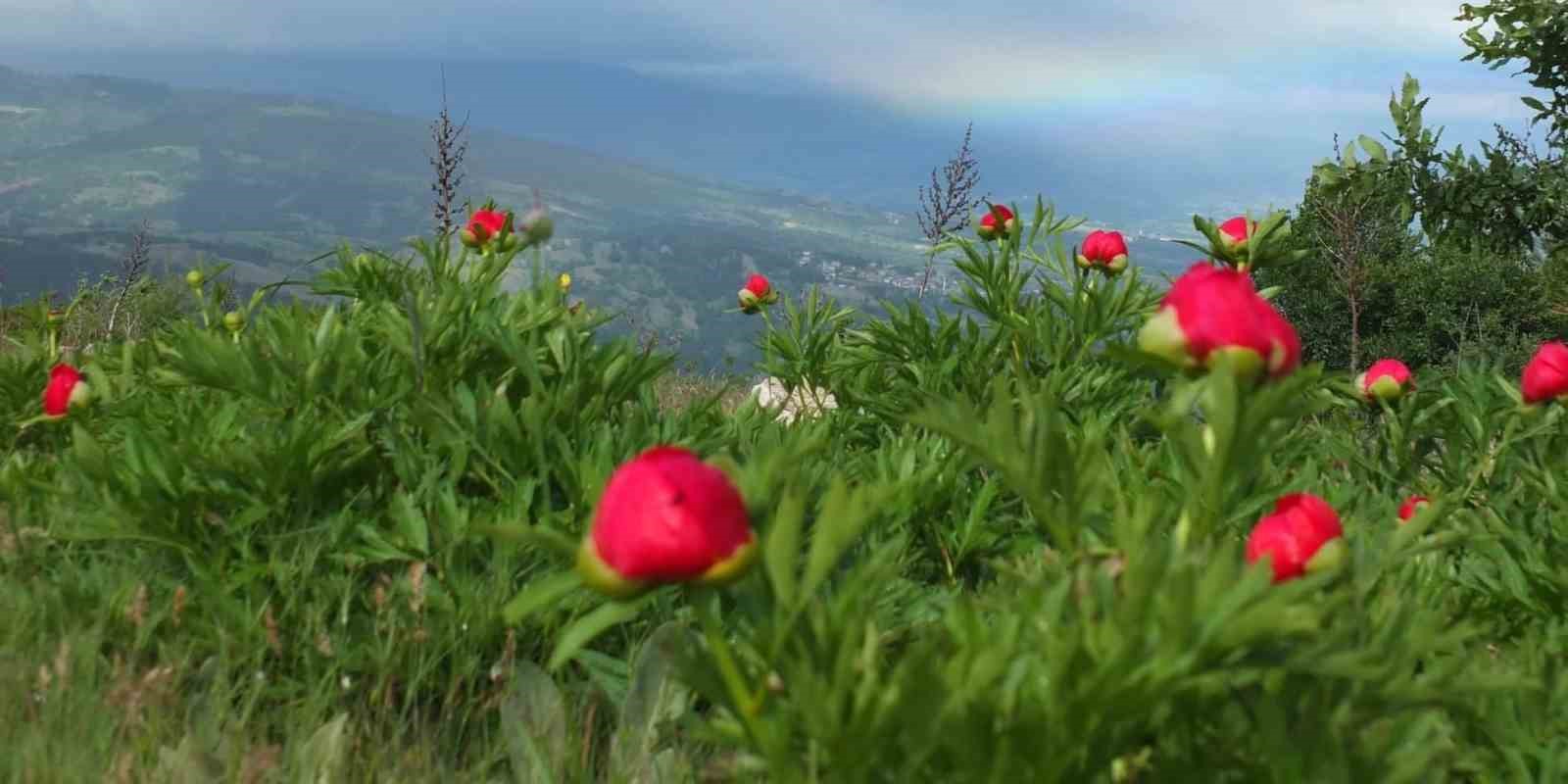 Koruma altındaki &ccedil;i&ccedil;ekler doğaseverleri cezbediyor