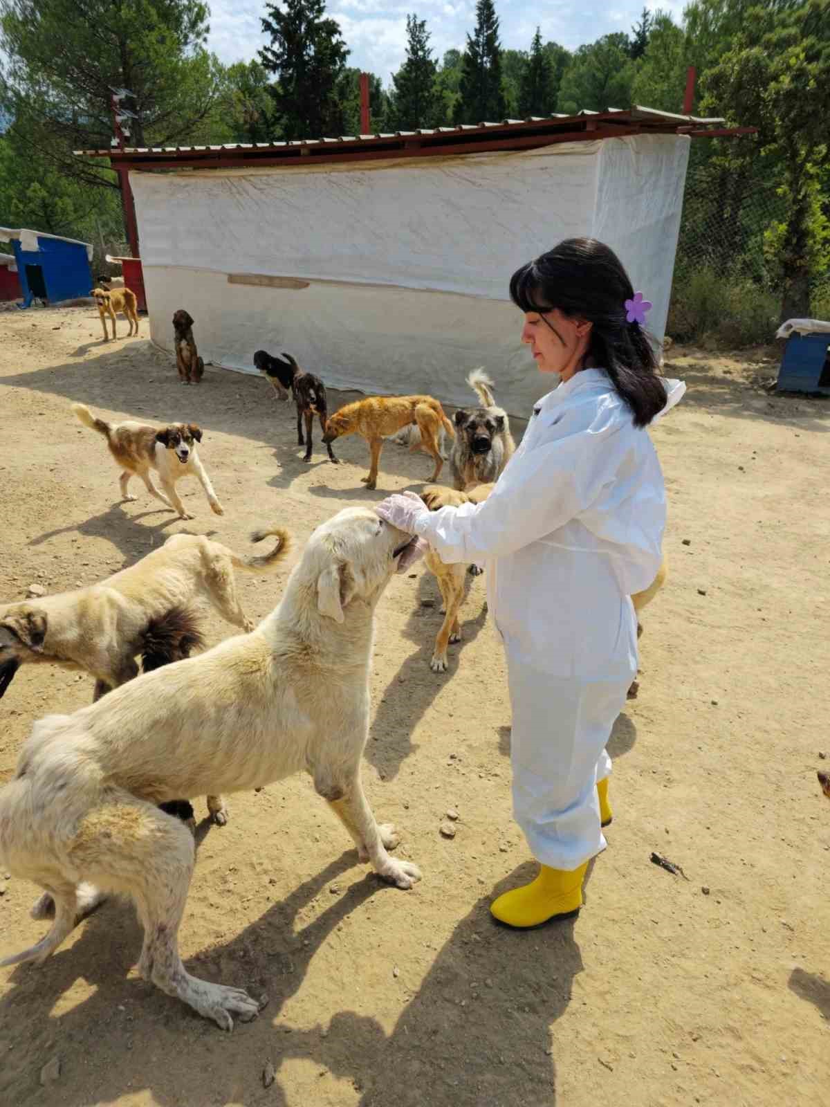 Sarıgöl’de sahipsiz hayvanların bakımları aksatılmadan yapılıyor