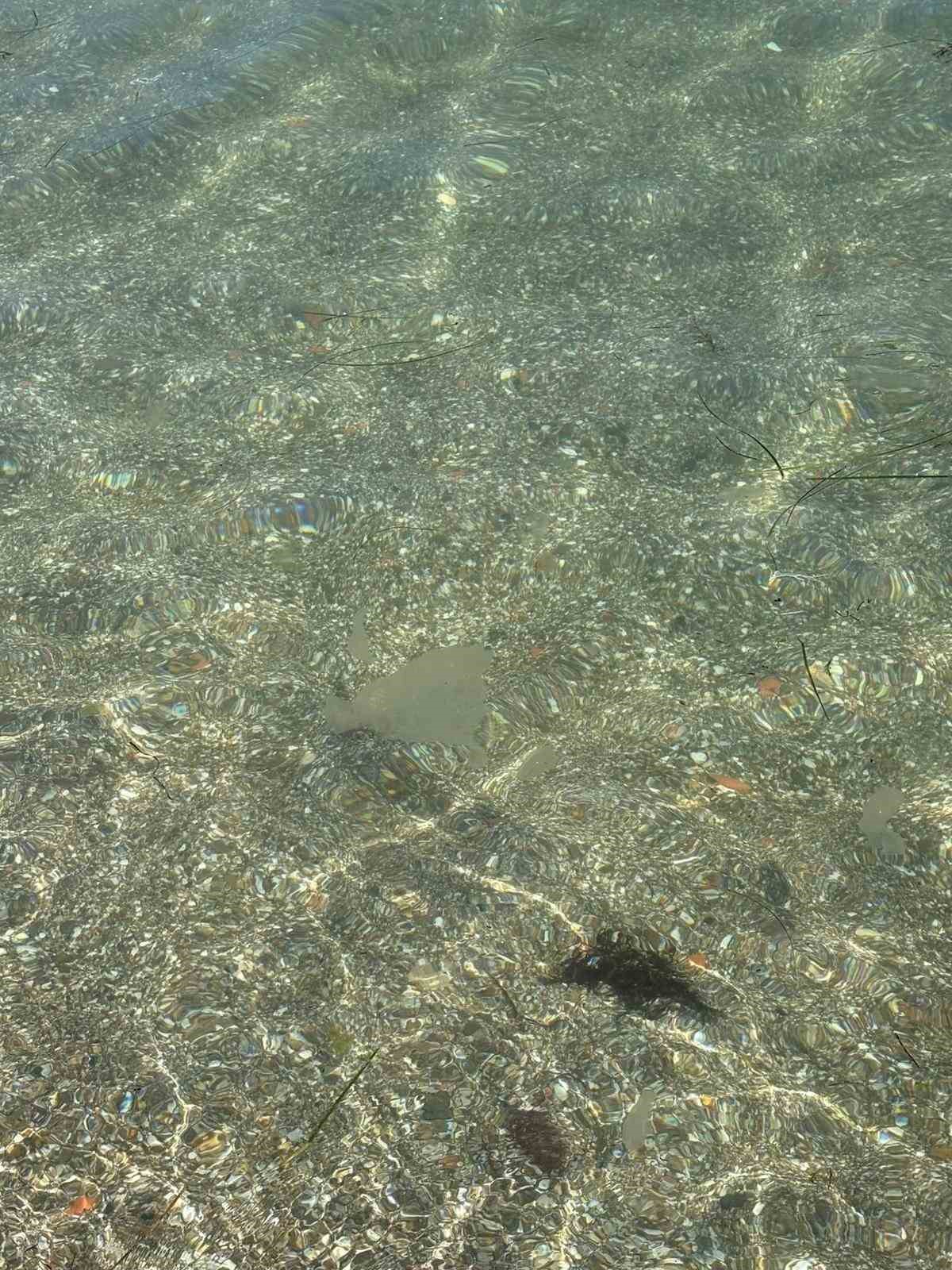 Tekirdağ sahilinde kahverengi pusula denizanaları görüldü
